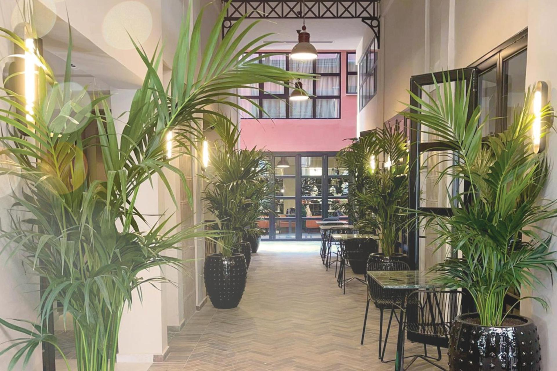Anise, Aluma & Hotel Athènes